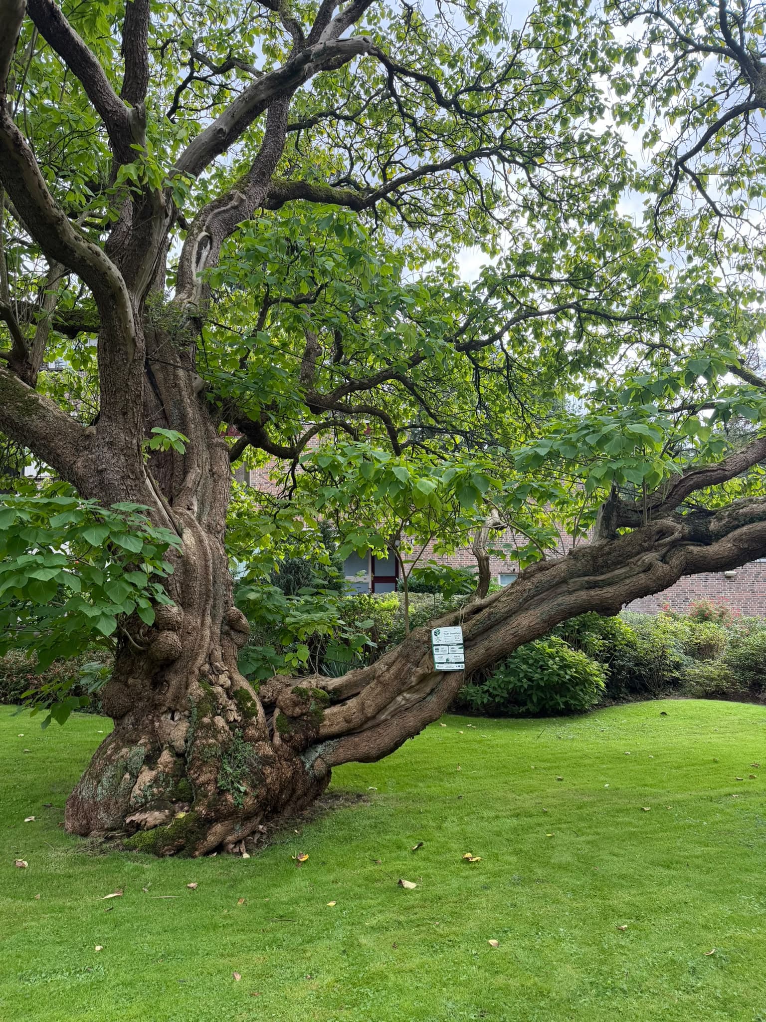 EU TreeTag campaign, photo 1.