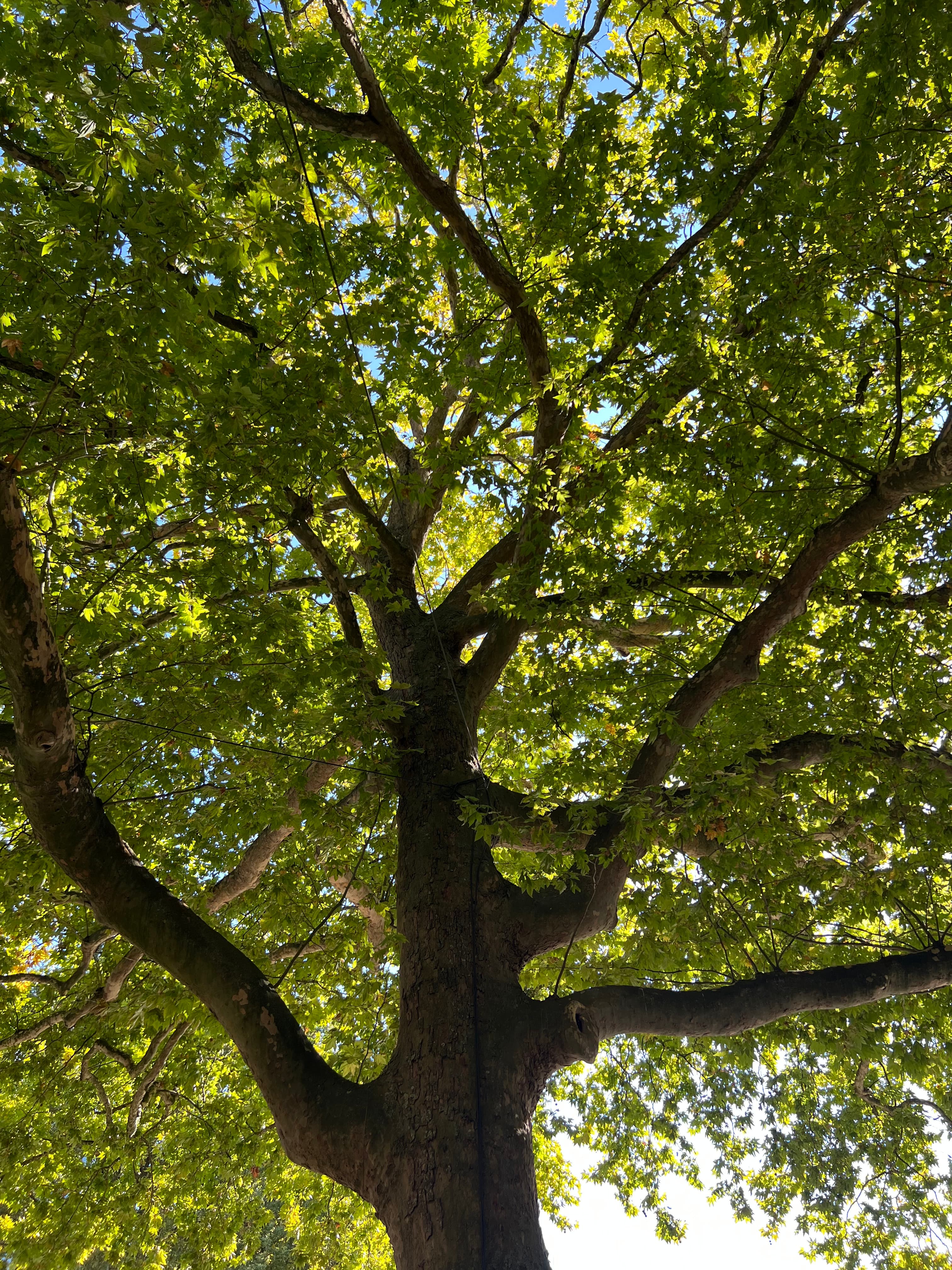 KIT’s Oriental Plane Tree, photo 1.